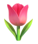 Tulip