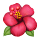 Hibiscus