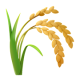 Sheaf Of Rice