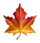 Maple Leaf