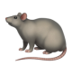 Rat