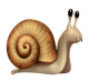 Snail