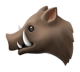 Boar