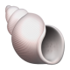 Spiral Shell