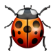 Lady Beetle