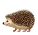 Hedgehog