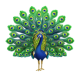 Peacock