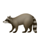 Raccoon