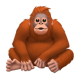 Orangutan